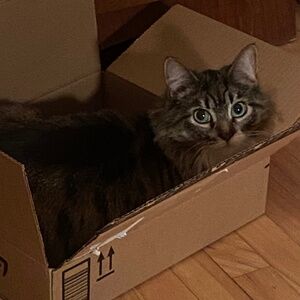 Meet your Posher, Violetgypsie